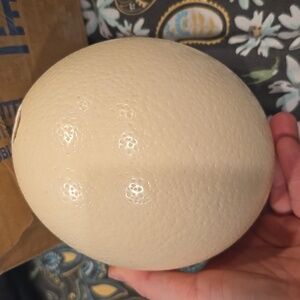 Ostrich Egg